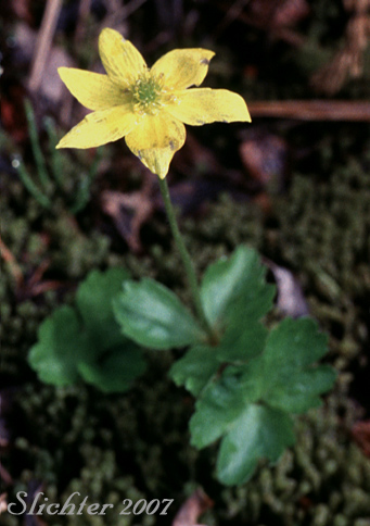 Richardson's Anemone, Yellow Anemone, Yellow Thimbleweed: Anemone richardsonii (Synonym: Anemone vahlii)