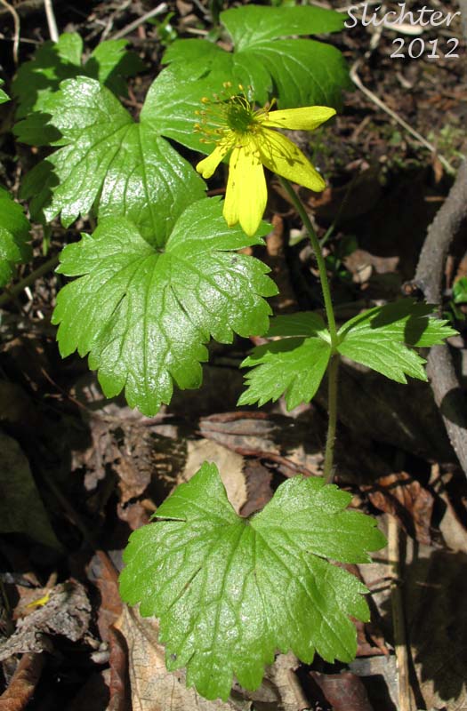 Richardson's Anemone, Yellow Anemone, Yellow Thimbleweed: Anemone richardsonii (Synonym: Anemone vahlii)