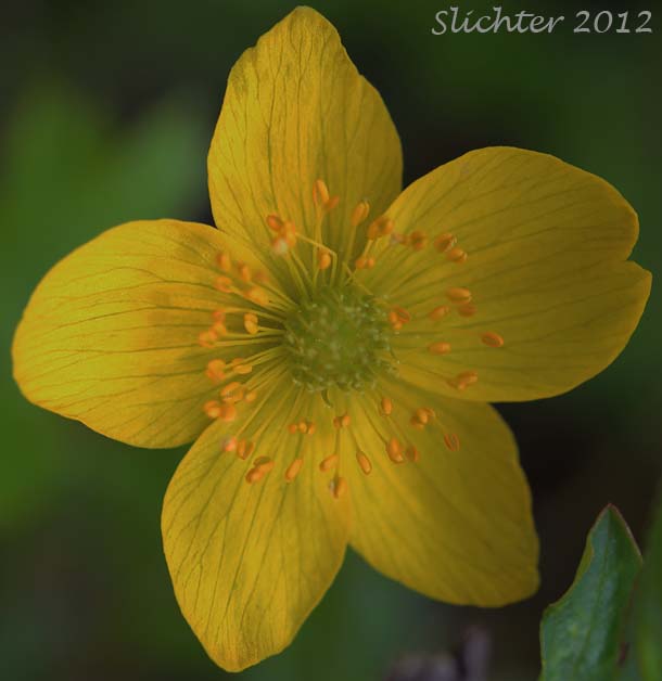 Close-up of a flower of Richardson's Anemone, Yellow Anemone, Yellow Thimbleweed: Anemone richardsonii (Synonym: Anemone vahlii)