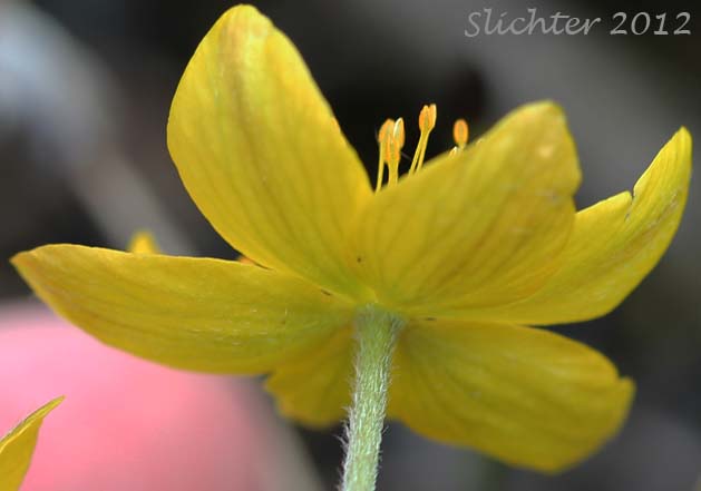 Close-up of the underside of the sepals of Richardson's Anemone, Yellow Anemone, Yellow Thimbleweed: Anemone richardsonii (Synonym: Anemone vahlii)