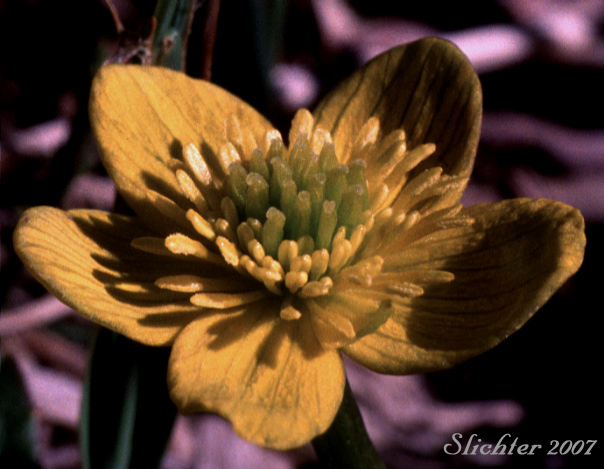 Flower of Cowslip, Cowflock, Kingcup, Buttercup, Yellow Marshmarigold: Caltha palustris (Synonyms: Caltha arctica, Caltha asarifolia, Caltha palustris ssp. asarifolia, Caltha palustris var. arctica, Caltha palustris var. asarifolia, Caltha palustris var. flabellifolia)