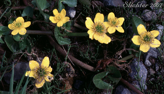 Cowslip, Cowflock, Kingcup, Buttercup, Yellow Marshmarigold: Caltha palustris (Synonyms: Caltha arctica, Caltha asarifolia, Caltha palustris ssp. asarifolia, Caltha palustris var. arctica, Caltha palustris var. asarifolia, Caltha palustris var. flabellifolia)