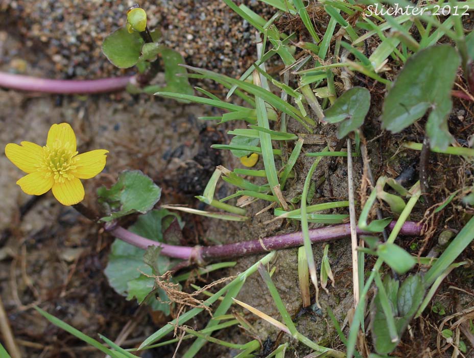 Cowslip, Cowflock, Kingcup, Buttercup, Yellow Marshmarigold: Caltha palustris (Synonyms: Caltha arctica, Caltha asarifolia, Caltha palustris ssp. asarifolia, Caltha palustris var. arctica, Caltha palustris var. asarifolia, Caltha palustris var. flabellifolia)