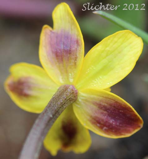 Close-up of the sepals of Cowslip, Cowflock, Kingcup, Buttercup, Yellow Marshmarigold: Caltha palustris (Synonyms: Caltha arctica, Caltha asarifolia, Caltha palustris ssp. asarifolia, Caltha palustris var. arctica, Caltha palustris var. asarifolia, Caltha palustris var. flabellifolia)