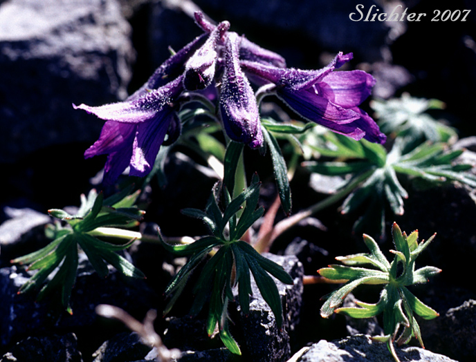 Arctic Larkspur, Dwarf Larkspur, Northern Larkspur: Delphinium brachycentrum (Synonym: Delphinium chamissonis)