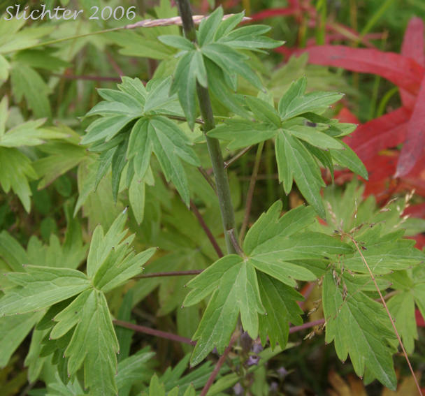 Leaves of Mountain Larkspur, Pale Larkspur, Sierra Larkspur, Western Larkspur, Duncecap Larkspur: Delphinium glaucum (Synonyms: Delphinium occidentale, Delphinium occidentale ssp. occidentale, Delphinium scopulorum, Delphinium scopulorum var. glaucum, Delphinium scopulorum ssp. occidentale, Delphinium splendens)