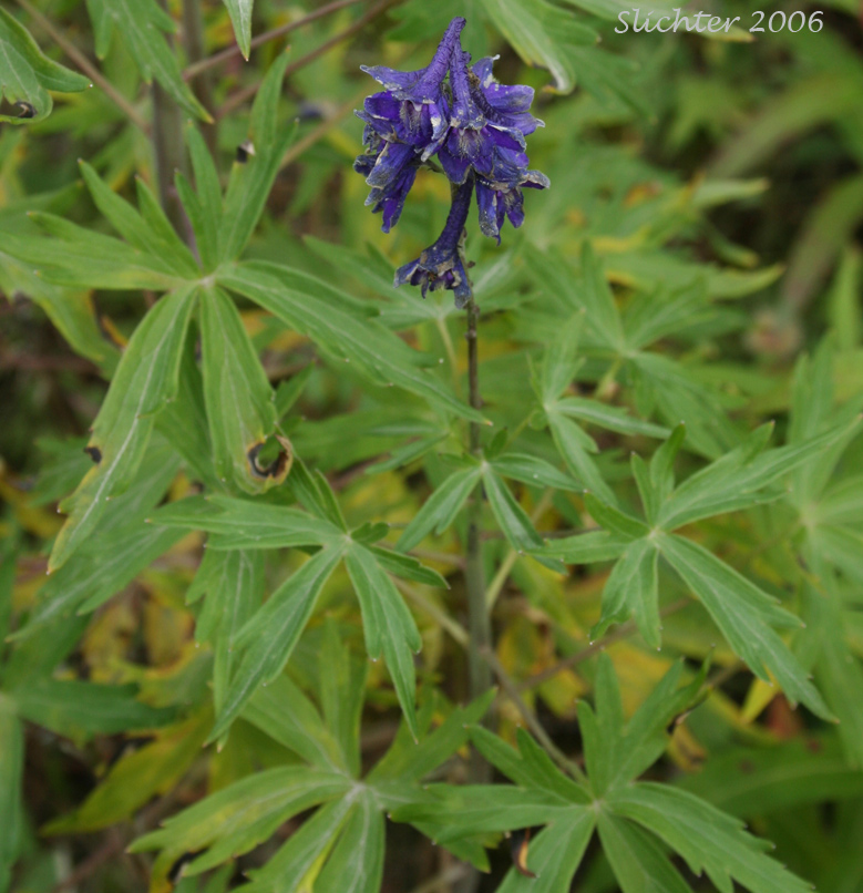 Mountain Larkspur, Pale Larkspur, Sierra Larkspur, Western Larkspur, Duncecap Larkspur: Delphinium glaucum (Synonyms: Delphinium occidentale, Delphinium occidentale ssp. occidentale, Delphinium scopulorum, Delphinium scopulorum var. glaucum, Delphinium scopulorum ssp. occidentale, Delphinium splendens)