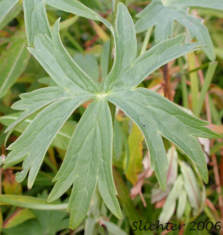 Leaf of Mountain Larkspur, Pale Larkspur, Sierra Larkspur, Western Larkspur, Duncecap Larkspur: Delphinium glaucum (Synonyms: Delphinium occidentale, Delphinium occidentale ssp. occidentale, Delphinium scopulorum, Delphinium scopulorum var. glaucum, Delphinium scopulorum ssp. occidentale, Delphinium splendens)