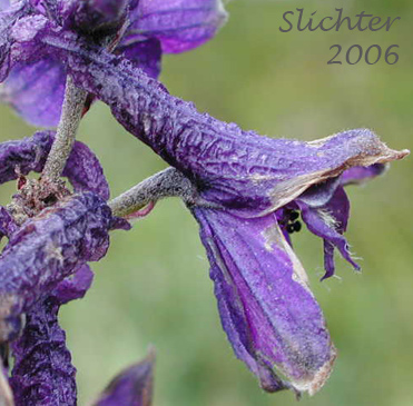 Close-up of a flower of Mountain Larkspur, Pale Larkspur, Sierra Larkspur, Western Larkspur, Duncecap Larkspur: Delphinium glaucum (Synonyms: Delphinium occidentale, Delphinium occidentale ssp. occidentale, Delphinium scopulorum, Delphinium scopulorum var. glaucum, Delphinium scopulorum ssp. occidentale, Delphinium splendens)