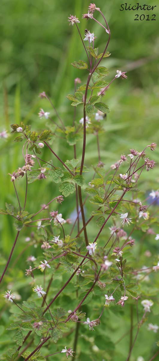 Fewflower Meadowrue, Few-flowered Meadowrue, Mountain Meadow Meadow-rue, Richardson's Meadowrue: Thalictrum sparsiflorum (Synonyms: Thalictrum sparsiflorum ssp. richardsonii, Thalictrum sparsiflorum var. nevadense, Thalictrum sparsiflorum var. richardsonii, Thalictrum sparsiflorum var. saximontanum)