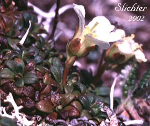 Alaskan Pincushion Plant, Lapland Diapensia: Diapensia obovata (Synonyms: Diapensia lapponica ssp. obovata, Diapensia lapponica var. obovata)