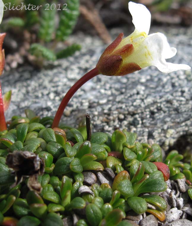 Alaskan Pincushion Plant, Lapland Diapensia: Diapensia obovata (Synonyms: Diapensia lapponica ssp. obovata, Diapensia lapponica var. obovata)