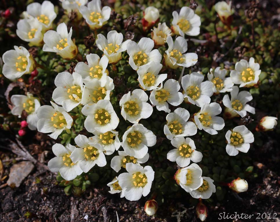Alaskan Pincushion Plant, Lapland Diapensia: Diapensia obovata (Synonyms: Diapensia lapponica ssp. obovata, Diapensia lapponica var. obovata)
