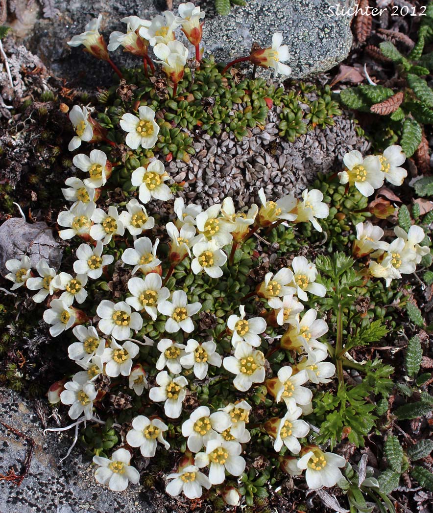Alaskan Pincushion Plant, Lapland Diapensia: Diapensia obovata (Synonyms: Diapensia lapponica ssp. obovata, Diapensia lapponica var. obovata)