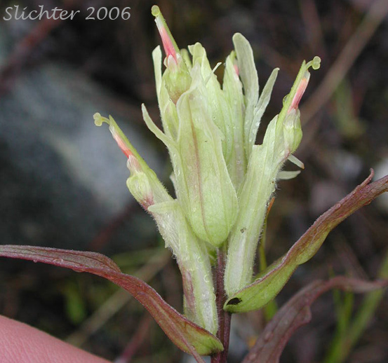 Inflorescence of Pale Indian Paintbrush, Port Clarence Indian Paintbrush: Castilleja caudata var. caudata (Synonym: Castilleja pallida ssp. caudata)