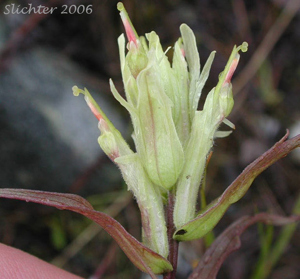 Inflorescence of Pale Indian Paintbrush, Port Clarence Indian Paintbrush: Castilleja caudata var. caudata (Synonym: Castilleja pallida ssp. caudata)