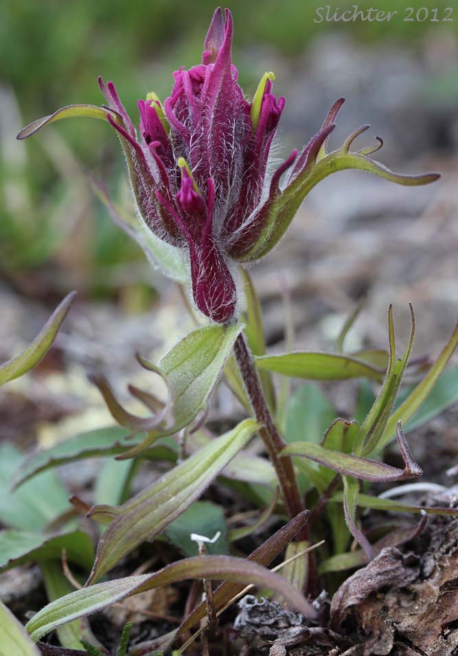 Elegant Indian Paintbrush, Elegant Paintbrush, Red Paintbrush: Castilleja elegans (Synonyms: Castilleja pallida ssp. elegans, Castilleja pallida var. elegans)