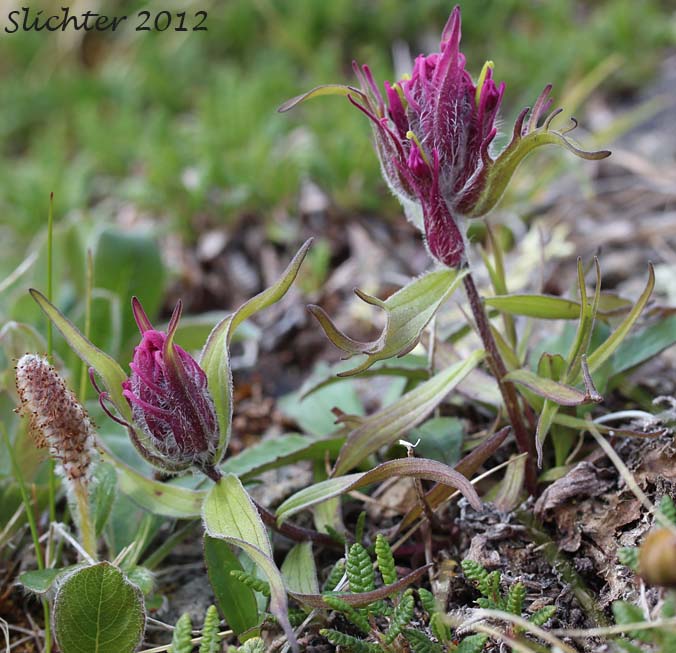 Elegant Indian Paintbrush, Elegant Paintbrush, Red Paintbrush: Castilleja elegans (Synonyms: Castilleja pallida ssp. elegans, Castilleja pallida var. elegans)