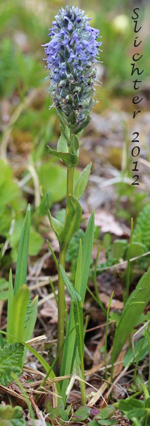 Little Weaselsnout, Little Weasel Snout, Weasel Snout: Lagotis glauca ssp. lanceolata (Synonyms: Lagotis glauca ssp. minor, Lagotis minor, Lagotis stelleri, Lagotis glauca var. stelleri)