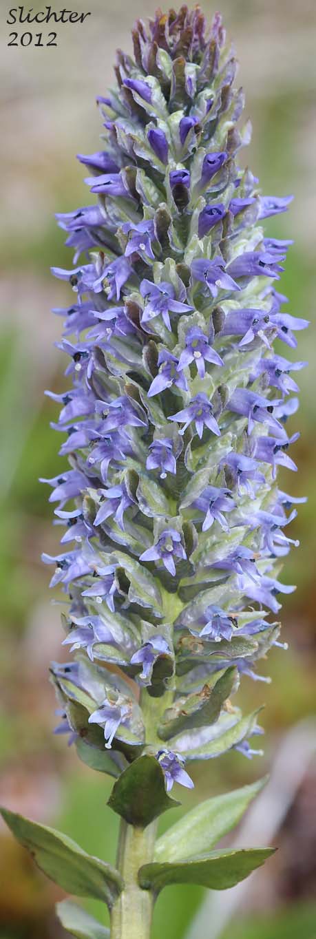 Close-up of the inflorescence of Little Weaselsnout, Little Weasel Snout, Weasel Snout: Lagotis glauca ssp. lanceolata (Synonyms: Lagotis glauca ssp. minor, Lagotis minor, Lagotis stelleri, Lagotis glauca var. stelleri)