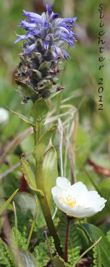 Little Weaselsnout, Little Weasel Snout, Weasel Snout: Lagotis glauca ssp. lanceolata (Synonyms: Lagotis glauca ssp. minor, Lagotis minor, Lagotis stelleri, Lagotis glauca var. stelleri)