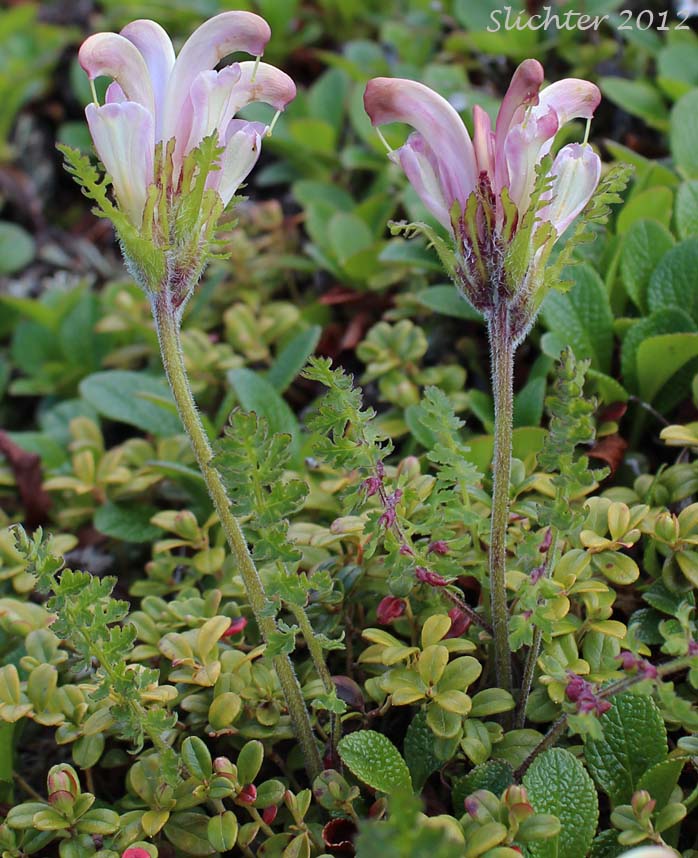 Capitate Lousewort: Pedicularis capitata (Synonym: Pedicularis nelsonii)