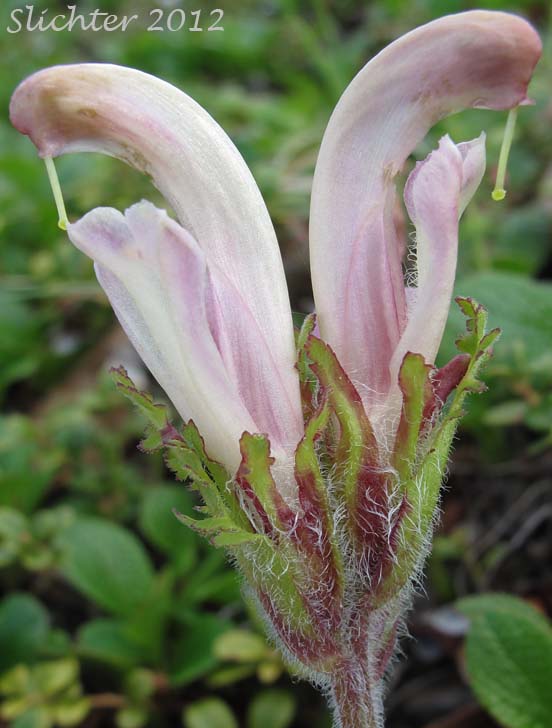 Close-up of the inflorescence of Capitate Lousewort: Pedicularis capitata (Synonym: Pedicularis nelsonii)