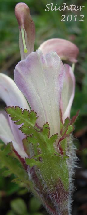 Close-up ventral view of the flower of Capitate Lousewort: Pedicularis capitata (Synonym: Pedicularis nelsonii)