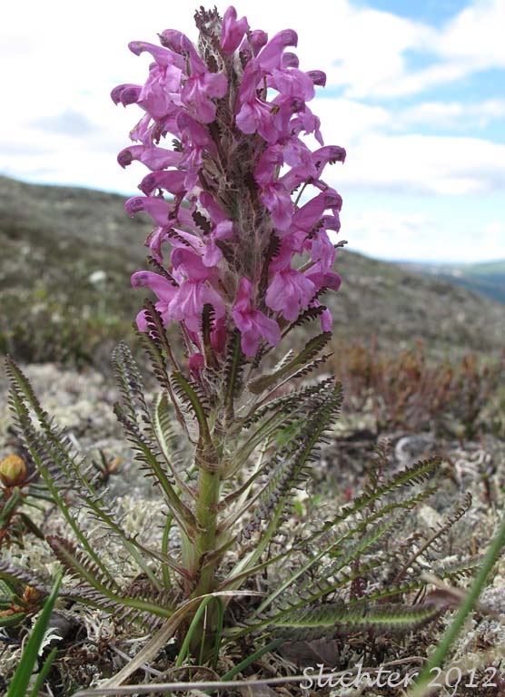 Bumble-bee Flower, Woolly Lousewort: Pedicularis lanata (Synonyms: Pedicularis kanei, Pedicularis lanata ssp. yukonensis, Pedicularis wildenowii)
