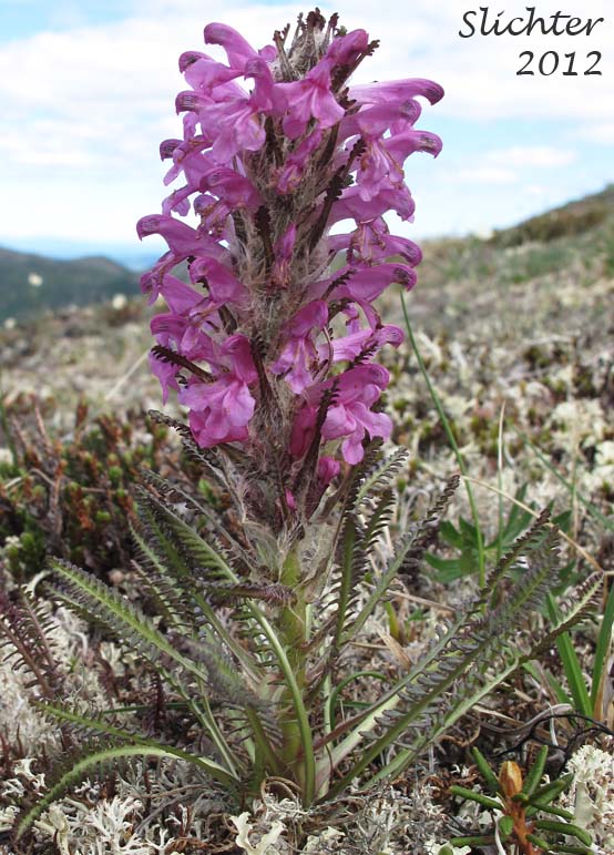 Bumble-bee Flower, Woolly Lousewort: Pedicularis lanata (Synonyms: Pedicularis kanei, Pedicularis lanata ssp. yukonensis, Pedicularis wildenowii)