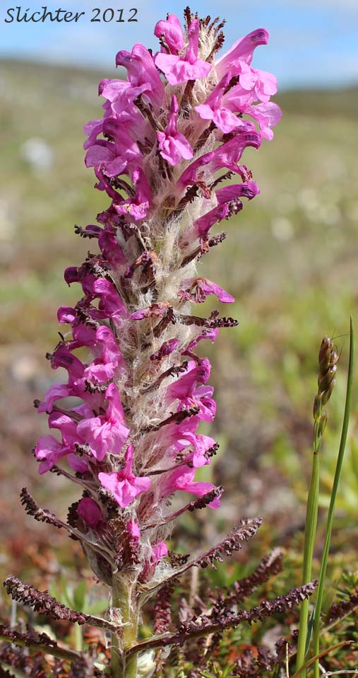 Inflorescence of Bumble-bee Flower, Woolly Lousewort: Pedicularis lanata (Synonyms: Pedicularis kanei, Pedicularis lanata ssp. yukonensis, Pedicularis wildenowii)