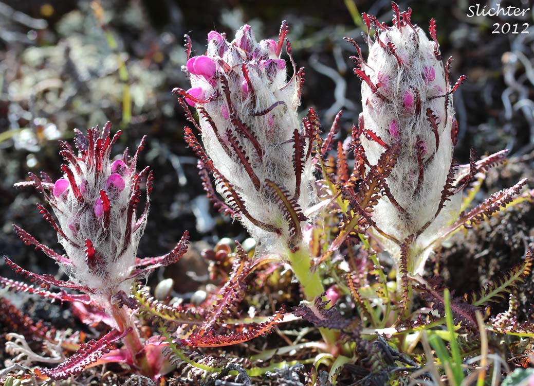 Bumble-bee Flower, Woolly Lousewort: Pedicularis lanata (Synonyms: Pedicularis kanei, Pedicularis lanata ssp. yukonensis, Pedicularis wildenowii)
