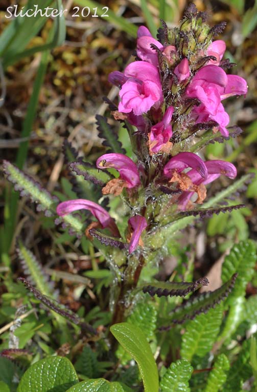 Arctic Lousewort, Langsdorf Lousewort, Langsdorf's Lousewort: Pedicularis langsdorfii (ssp. arctica or ssp. langsdorfii ?)