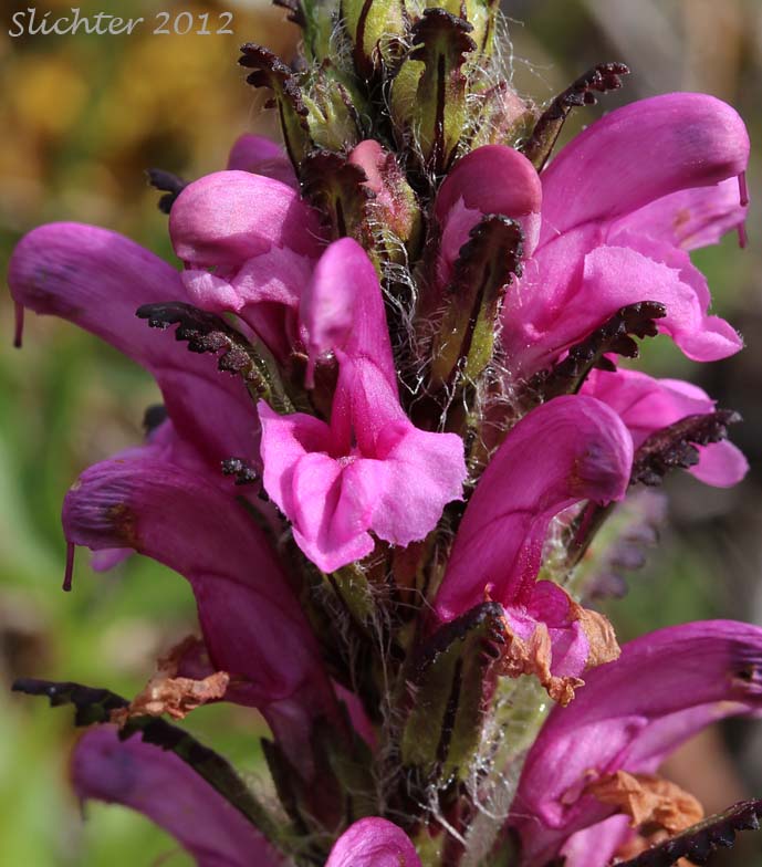 Arctic Lousewort, Langsdorf Lousewort, Langsdorf's Lousewort: Pedicularis langsdorfii (ssp. arctica or ssp. langsdorfii ?)