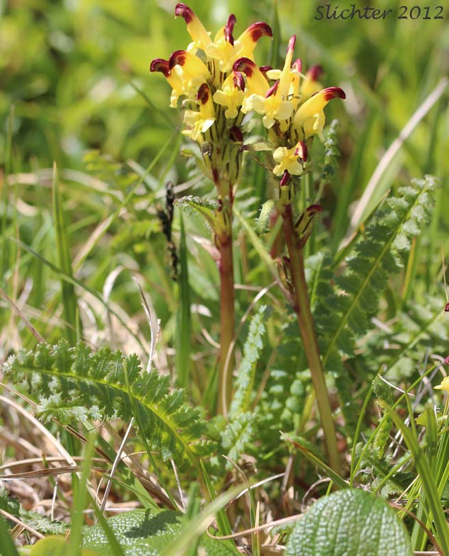 Crimson-tipped Lousewort, Oeder's Lousewort: Pedicularis oederi (Synonym: Pedicularis versicolor)
