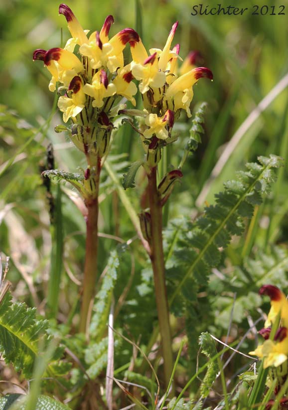 Crimson-tipped Lousewort, Oeder's Lousewort: Pedicularis oederi (Synonym: Pedicularis versicolor)