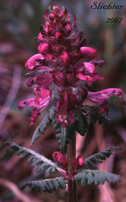 Whorled Lousewort, Verticillate Lousewort: Pedicularis verticillata (Synonym: Pediculariopsis verticillata)