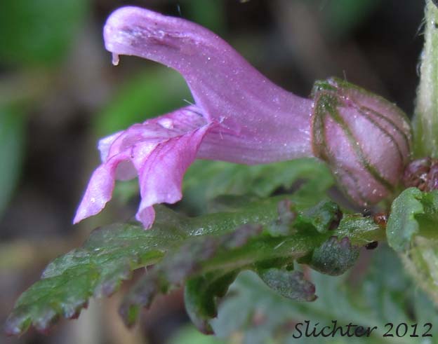Close-up sideview of a flower of Whorled Lousewort, Verticillate Lousewort: Pedicularis verticillata (Synonym: Pediculariopsis verticillata)