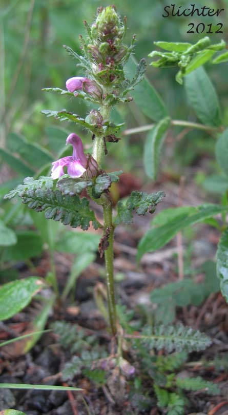 Whorled Lousewort, Verticillate Lousewort: Pedicularis verticillata (Synonym: Pediculariopsis verticillata)
