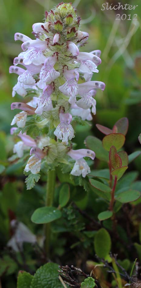 Whorled Lousewort, Verticillate Lousewort: Pedicularis verticillata (Synonym: Pediculariopsis verticillata)