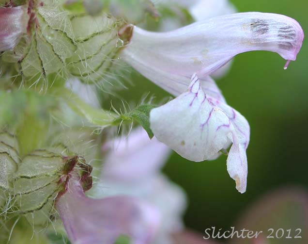Close-up sideview of the calyx and corolla of Whorled Lousewort, Verticillate Lousewort: Pedicularis verticillata (Synonym: Pediculariopsis verticillata)