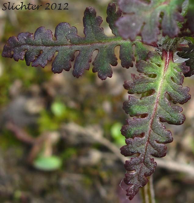 Close-up of the upper stem leaves of Whorled Lousewort, Verticillate Lousewort: Pedicularis verticillata (Synonym: Pediculariopsis verticillata)