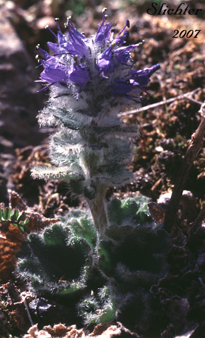 Alaskan Kitten tails, Alaska Synthyris, Kittentails, Northern Kittentails, Northern Kitten Tails: Synthyris borealis