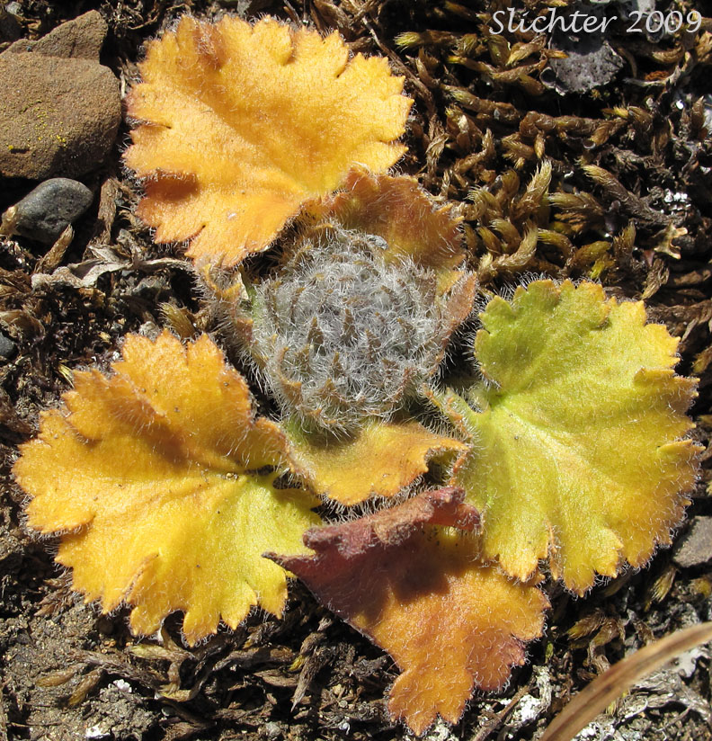 Basal leaf rosette of Alaskan Kitten tails, Alaska Synthyris, Kittentails, Northern Kittentails, Northern Kitten Tails: Synthyris borealis