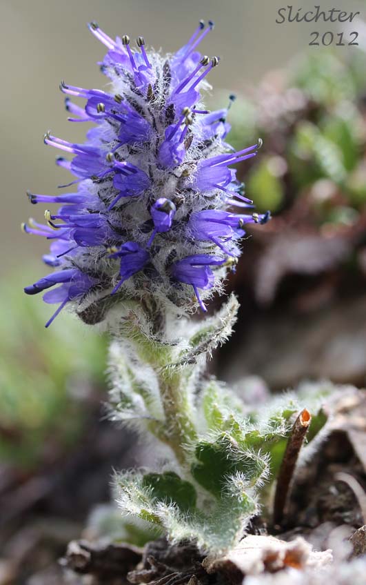 Alaskan Kitten tails, Alaska Synthyris, Kittentails, Northern Kittentails, Northern Kitten Tails: Synthyris borealis