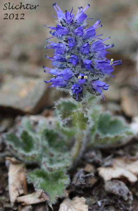 Alaskan Kitten tails, Alaska Synthyris, Kittentails, Northern Kittentails, Northern Kitten Tails: Synthyris borealis