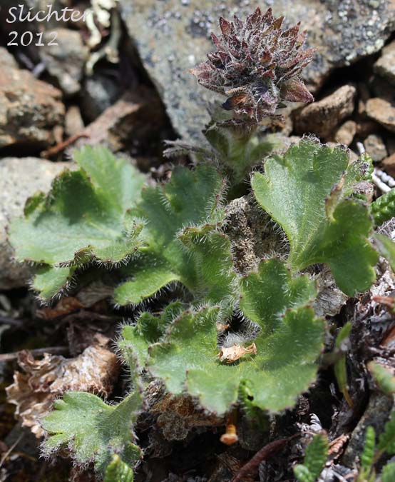 Alaskan Kitten tails, Alaska Synthyris, Kittentails, Northern Kittentails, Northern Kitten Tails: Synthyris borealis