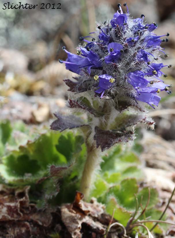 Alaskan Kitten tails, Alaska Synthyris, Kittentails, Northern Kittentails, Northern Kitten Tails: Synthyris borealis