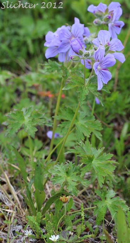 Wild Geranium, Woolly Geranium: Geranium erianthum (Synonym: Geranium pratense var. eriantherum)