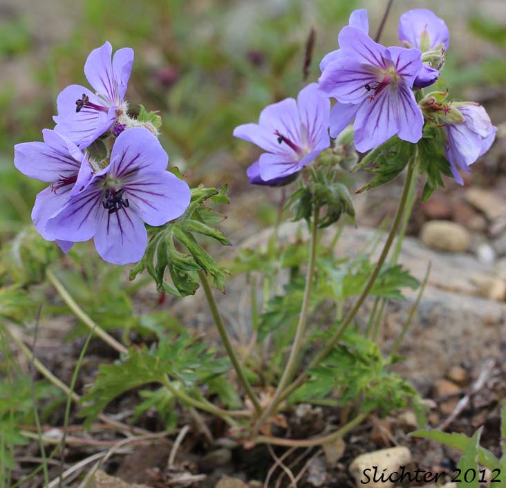Wild Geranium, Woolly Geranium: Geranium erianthum (Synonym: Geranium pratense var. eriantherum)
